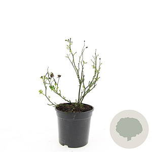 Rosa (P) 'The Fairy' GM C1.3