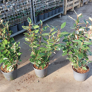 Elaeagnus ebb. 'Compacta' 50-60 cm 3,0L