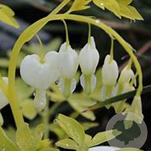 Dicentra spectabilis 'White Gold' GM P9