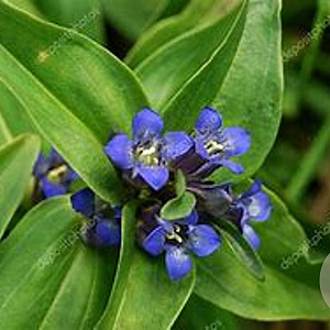 Gentiana cruciata GM P9