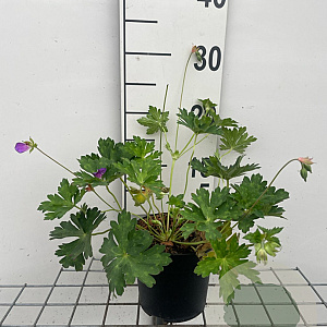 Geranium Rozanne GM C1.3