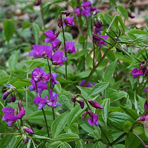 Lathyrus vernus GM P9