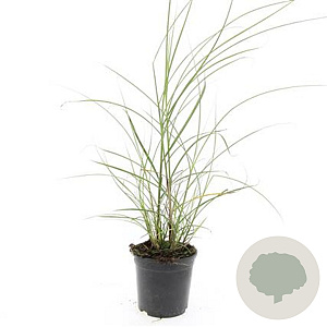 Miscanthus sin. 'Red Chief' GM C1.3