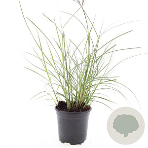 Miscanthus sin. 'Red Chief' GM C1.3