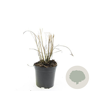 Miscanthus sin. 'Red Chief' GM C1.3