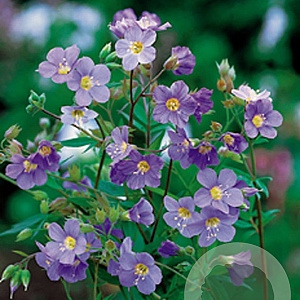 Polemonium r. 'Blue Pearl' GM P9