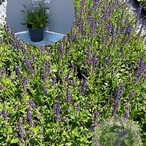 Salvia nem. 'Mainacht' GM 2,0L