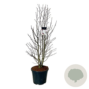 Magnolia loebneri 'Merrill' 170-200 cm cont. 55L extra