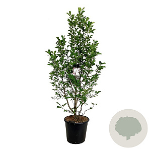 Magnolia loebneri 'Merrill' 170-200 cm cont. 55L extra