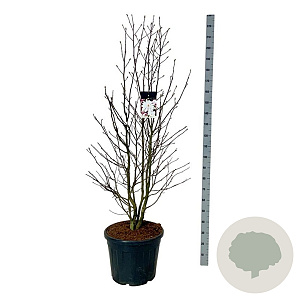 Magnolia loebneri 'Merrill' 170-200 cm cont. 55L extra
