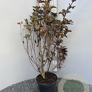 Physocarpus opulif. 'Red Baron' 60-80 cm 3,0L