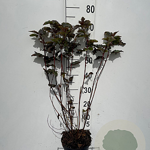 Physocarpus opulif. 'Red Baron' 60-80 cm 3,0L