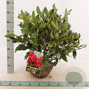 Rhododendron 'Nova Zembla' 50-60 cm met kluit