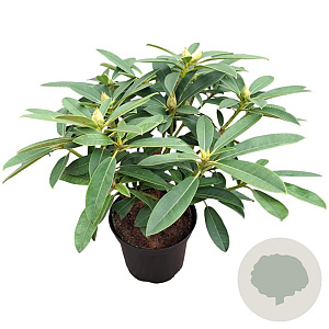 Rhododendron 'Old Port' 30-40 cm 5,0L struik