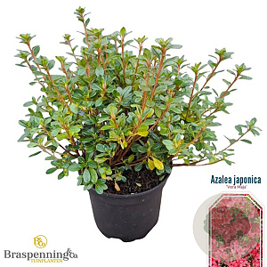 Rhododendron 'Vera Maja' 20-25 cm 2,0L