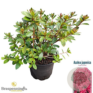 Rhododendron (AJ) 'Vuyk's Scarlet' 20-25 cm 2,0L