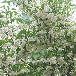 Styrax japonicus fargesii 200-225 cm cont. 80L
