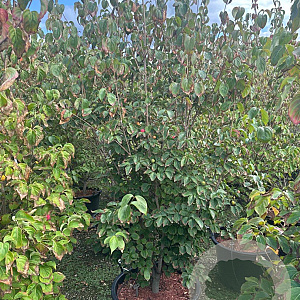 Cornus kousa chinensis 175-200 cm cont. 80L