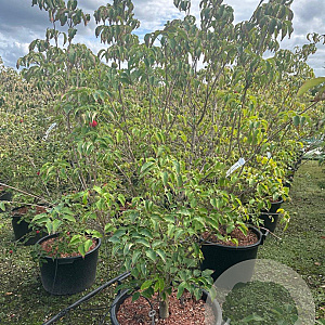 Cornus kousa chinensis 175-200 cm cont. 80L