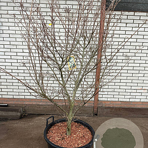Cornus kousa chinensis 175-200 cm cont. 80L