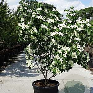 Cornus k. 'Milky Way' 150-175 cm 50L