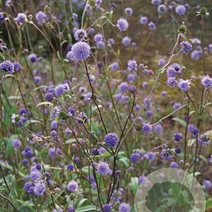 Succisa pratensis GM P9