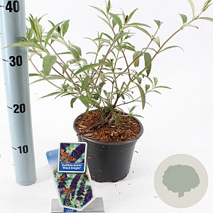 Buddleja d. 'Black Knight' 30-40 cm 2,0L