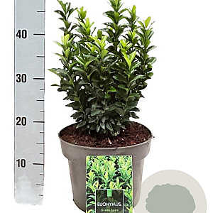 Euonymus jap. 'Green Spire' 30-40 cm 5,0L