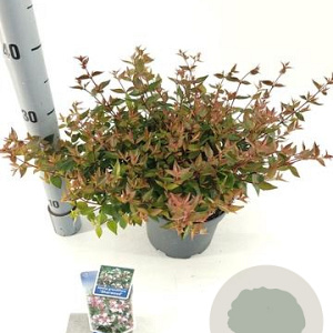 Abelia grandifl. 'Sherwood' 25-30 cm 3,0L