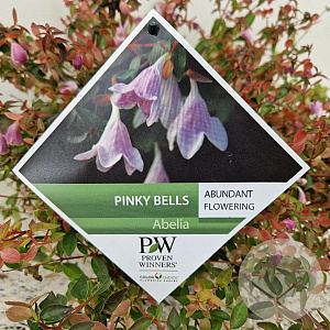 Abelia Pinky Bells 25-30 cm 3,0L