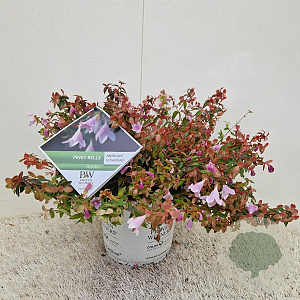 Abelia Pinky Bells 25-30 cm 3,0L