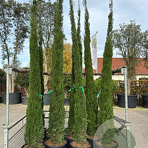 Cupressus sempervirens 300-350 cm 45L