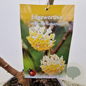 Edgeworthia chrys. 'Grandiflora' 35-40 cm 3,0L
