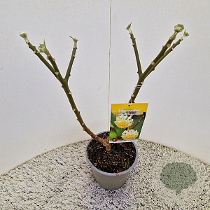 Edgeworthia chrys. 'Grandiflora' 35-40 cm 3,0L