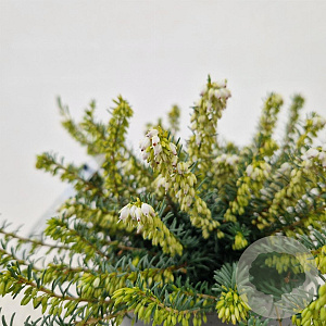 Erica darl. 'White Perfection' 20-25 cm C1.5