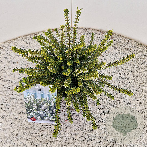 Erica darl. 'White Perfection' 20-25 cm C1.5