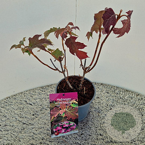 Hydrangea querc. 'Ruby Slippers' 30-40 cm 2,5L