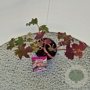 Hydrangea querc. 'Ruby Slippers' 30-40 cm 2,5L