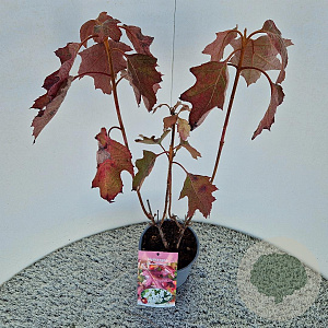 Hydrangea querc. 'Snowflake' 50-60 cm 2,5L