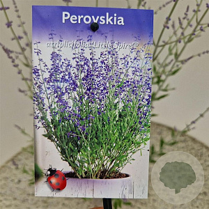 Perovskia atripl. 'Little Spire' 40-45 cm 2,5L