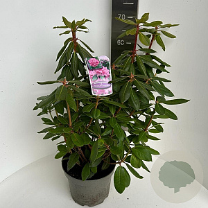 Rhododendron 'Roseum Elegans' 40-50 cm 5,0L