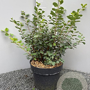 Spiraea betulifolia 'Tor' 40-50 cm 5,0L