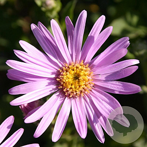 Aster amellus 'Rosa Erfüllung' GM P9
