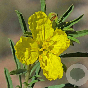 Calylophus serrulatus GM P9