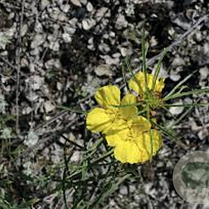 Calylophus serrulatus GM P9