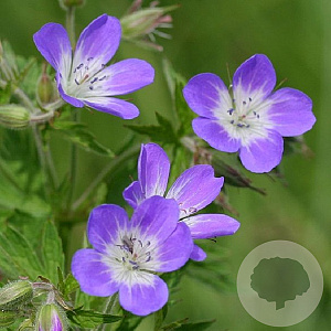Geranium w. 'Bocoalsbl' GM P9