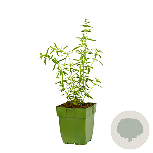 Hyssopus officinalis GM  P11