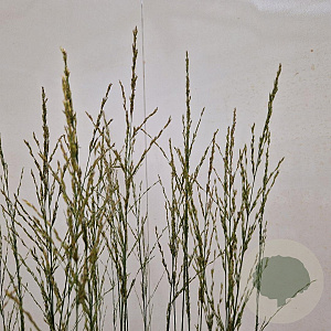 Molinia caerulea 'Heidebraut' 110-120 cm 4,0L