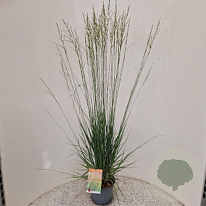 Molinia caerulea 'Heidebraut' 110-120 cm 4,0L