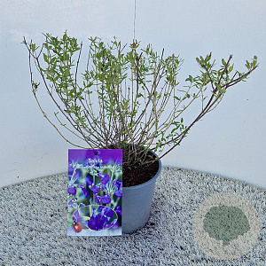 Salvia micr. 'Blue Monrovia' 40-45 cm 2,5L